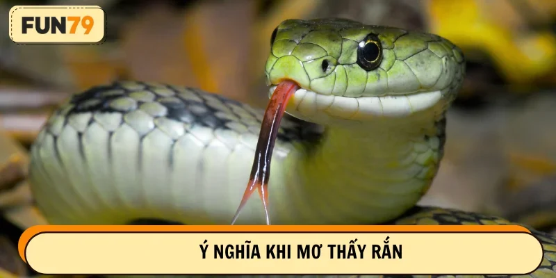 Ý nghĩa chung khi nằm mơ thấy rắn cần biết